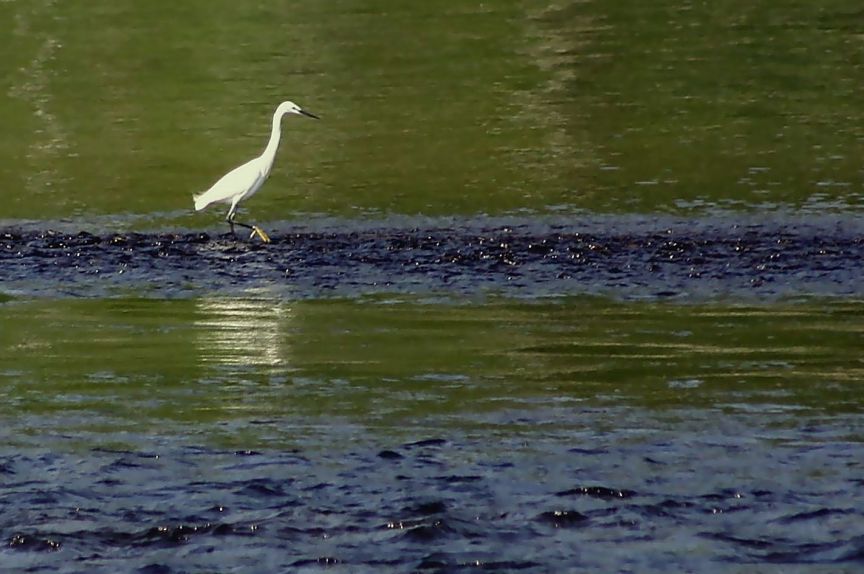 Egretta garzetta